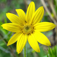 Load image into Gallery viewer, Arnica, Heartleaf (Arnica cordifolia)