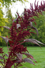 Load image into Gallery viewer, Amaranth, Hopi Red Dye (Amaranthus cruentus)
