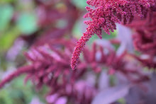 Load image into Gallery viewer, Amaranth, Hopi Red Dye (Amaranthus cruentus)