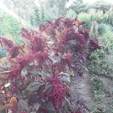 Load image into Gallery viewer, Hopi Red Dye Amaranth