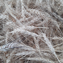 Load image into Gallery viewer, Heritage Grains Mix (Wheat, Barley & Rye)