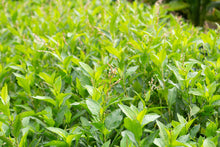 Load image into Gallery viewer, Indigo, Japanese (Persicaria tinctoria)