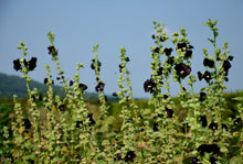 Load image into Gallery viewer, Hollyhock, Jet Black (Alcea rosea)
