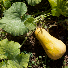 Load image into Gallery viewer, Butternut Squash Landrace