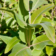 Load image into Gallery viewer, Common Milkweed