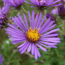 Load image into Gallery viewer, Aster, New England (Symphyotrichum novae-angliae)
