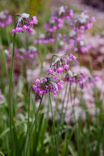 Load image into Gallery viewer, Onion, Nodding (Allium cernuum)