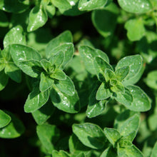 Load image into Gallery viewer, Oregano, Common (Origanum vulgare)