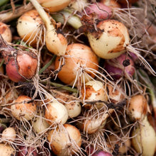 Load image into Gallery viewer, Full Seed CSA Share - 50 Varieties Curated for Your Area!