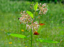 Load image into Gallery viewer, Milkweed, Poke (Asclepias exaltata)