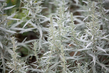 Load image into Gallery viewer, Sage, Prairie (Artemisia ludoviciana)