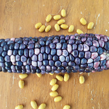 Load image into Gallery viewer, Rainbow Corn Landrace