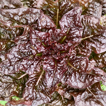 Load image into Gallery viewer, Gourmet Salad Lettuce Mix