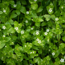Load image into Gallery viewer, Chickweed (Stellaria media)