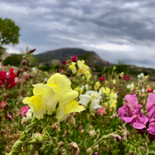 Load image into Gallery viewer, Snapdragon Mix