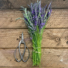 Load image into Gallery viewer, Stainless Garden Scissors (Pruning Shears/Pruners/Secateurs/Clippers)