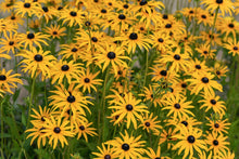 Load image into Gallery viewer, Black-Eyed Susan, Sweet (Rudbeckia subtomentosa)