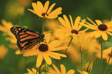 Load image into Gallery viewer, Black-Eyed Susan, Sweet (Rudbeckia subtomentosa)