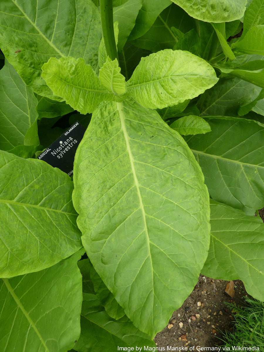 tobacco clipart plant Tobacco Plant Images | Free Photos, PNG Stickers, Wallpapers & Backgrounds