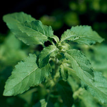 Load image into Gallery viewer, Tulsi, Vana aka Holy Basil (Ocimum tenuiflorum var. vana)