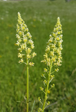 Load image into Gallery viewer, Weld aka Dyer's Rocket (Reseda luteola)