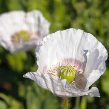 Load image into Gallery viewer, Giant White Poppy