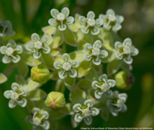 Load image into Gallery viewer, Milkweed, Whorled (Asclepias verticillata)