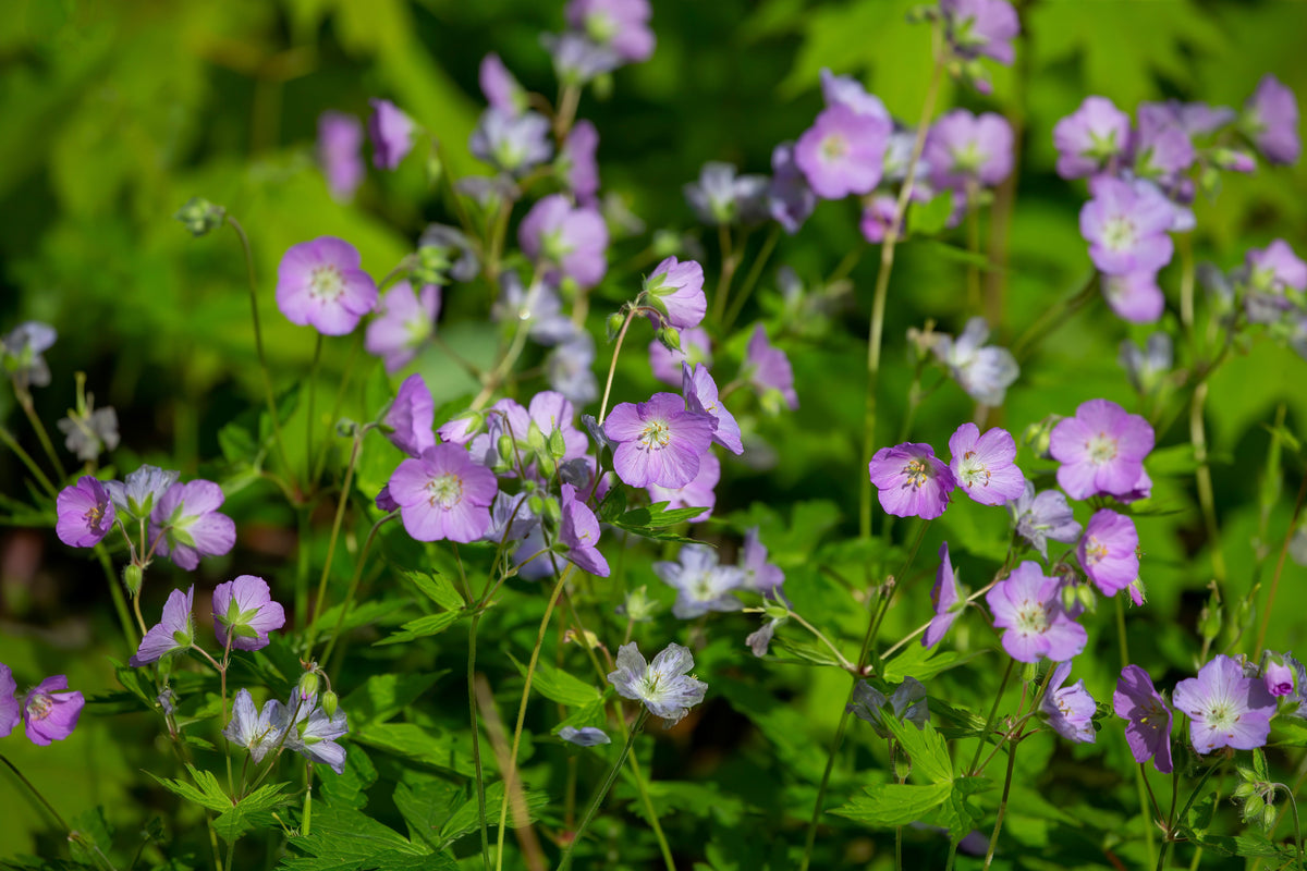 Geranium, Wild (Geranium maculatum)  Countryside