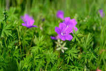 Load image into Gallery viewer, Geranium, Wild (Geranium maculatum)