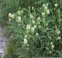 Load image into Gallery viewer, Licorice, Wild (Glycyrrhiza lepidota)