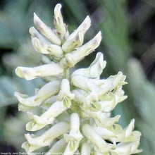 Load image into Gallery viewer, Licorice, Wild (Glycyrrhiza lepidota)