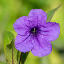 Load image into Gallery viewer, Petunia, Wild (Ruellia humilis)