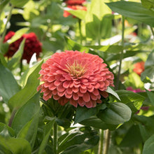 Load image into Gallery viewer, Zany for Zinnias - Our Grow Kit Gift Box with Zinnias