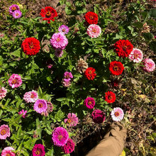 Load image into Gallery viewer, Northern Lights & Candy Cane Zinnia Mix