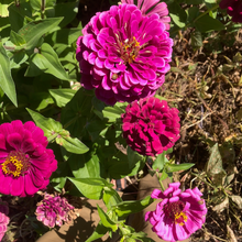 Load image into Gallery viewer, Northern Lights & Candy Cane Zinnia Mix