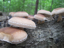 Load image into Gallery viewer, Shiitake Plug Spawn
