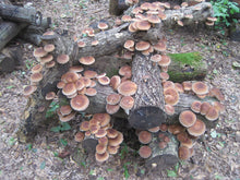 Load image into Gallery viewer, Shiitake Plug Spawn