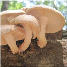 Load image into Gallery viewer, Shiitake Plug Spawn