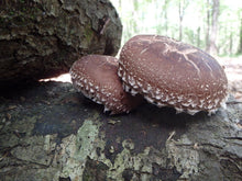 Load image into Gallery viewer, Shiitake Plug Spawn