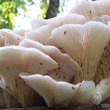 Load image into Gallery viewer, Oyster Plug Spawn