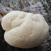 Load image into Gallery viewer, Lion'S Mane "Tufted" Plug Spawn