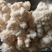 Load image into Gallery viewer, Lion'S Mane "Tufted" Plug Spawn
