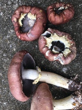 Load image into Gallery viewer, Garden Giant Sawdust Spawn