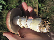 Load image into Gallery viewer, Garden Giant Sawdust Spawn