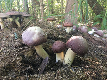 Load image into Gallery viewer, Garden Giant Sawdust Spawn