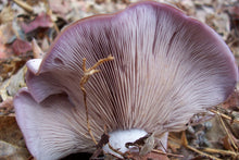 Load image into Gallery viewer, Blewit Spawn