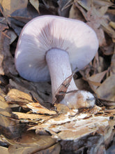 Load image into Gallery viewer, Blewit Spawn
