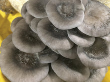 Load image into Gallery viewer, Oyster Mushroom Fruiting Kit