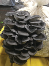 Load image into Gallery viewer, Oyster Mushroom Fruiting Kit