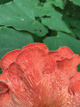 Load image into Gallery viewer, Oyster Mushroom Fruiting Kit